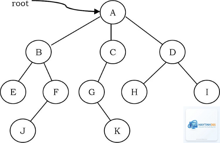 Binary Tree là gì - Hình 1