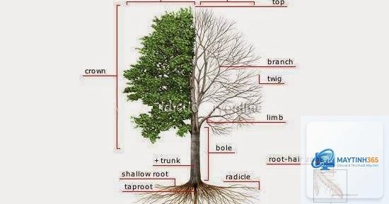 Branch là gì - Hình 2