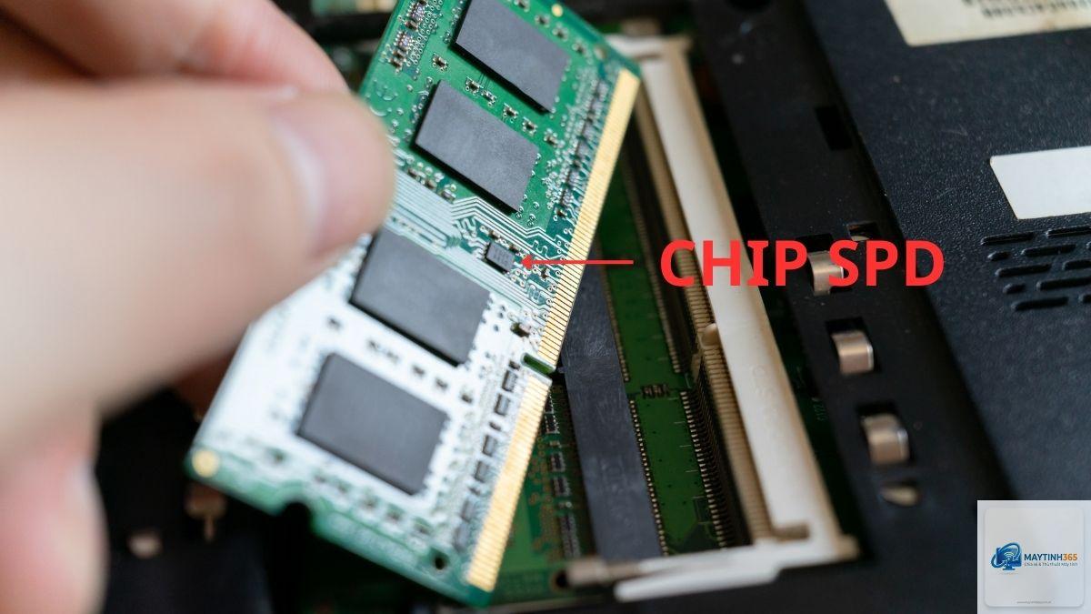 spd ram là gì - Hình 2